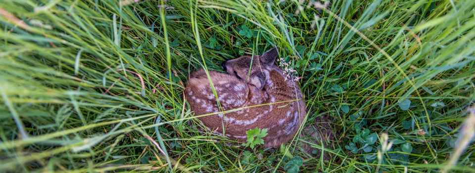 Rehkitz Rettung Rehkitz Rettung, Wildschwein Suche, Jagdrevier, Infrarot Kamera, Drohne, Wärmebild