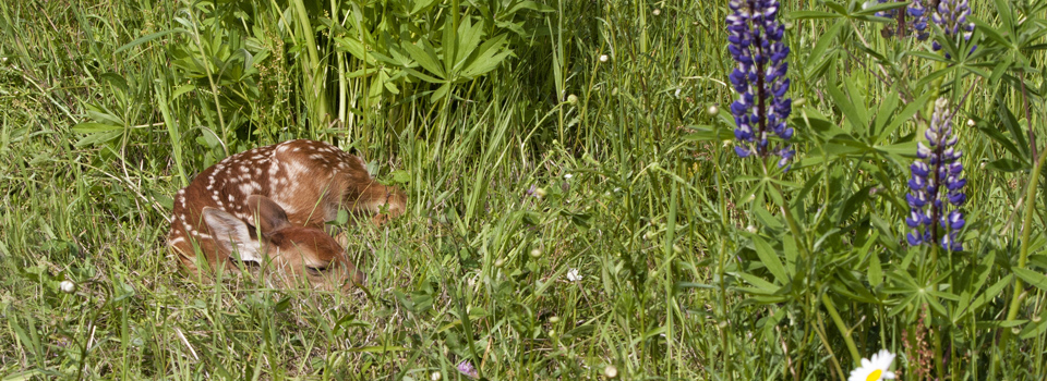 Rehkitz Rettung Rehkitz Rettung, Wildschwein Suche, Jagdrevier, Infrarot Kamera, Drohne, Wärmebild