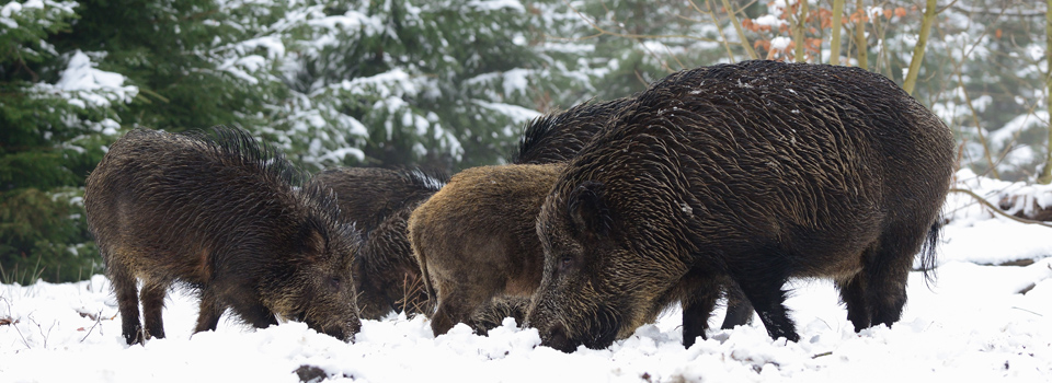 Wildschwein Suche Rehkitz Rettung, Wildschwein Suche, Jagdrevier, Infrarot Kamera, Drohne, Wärmebild