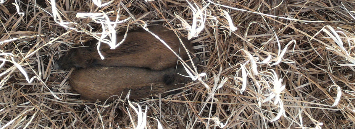 Wildschwein Suche Rehkitz Rettung, Wildschwein Suche, Jagdrevier, Infrarot Kamera, Drohne, Wärmebild